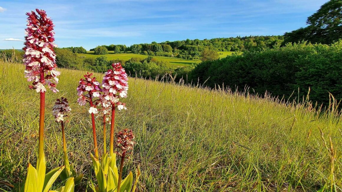 Deutschland: Nordeifel - Orchideenvielfalt & Römerspuren