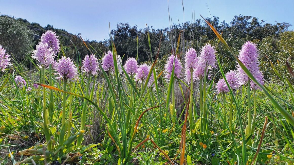 Nordzypern: Orchideen-Reise mit Eberhard 2025