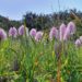 Nordzypern: Orchideen-Reise mit Eberhard 2025