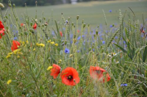 Deutschland / Rügen - Getreide Mohn