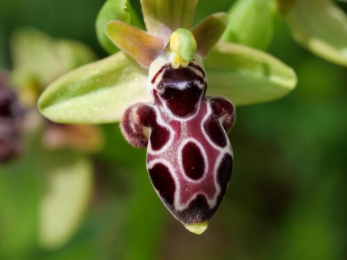 Kotschys Ragwurz, Ophrys kotschyi