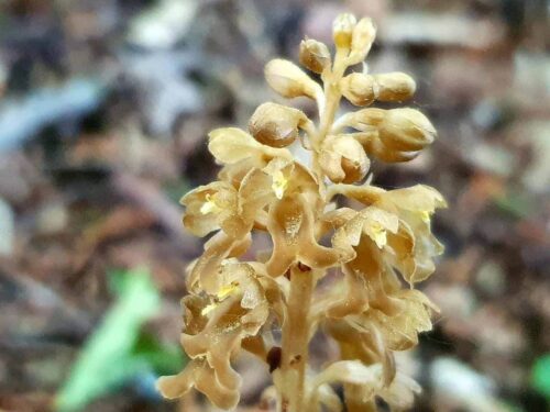 Vogelnest-Orchidee